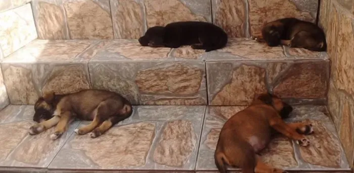 Cachorro ra a Vira Latas idade Abaixo de 2 meses nome Filhotes
