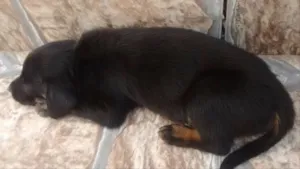 Cachorro raça Vira Latas idade Abaixo de 2 meses nome Filhotes