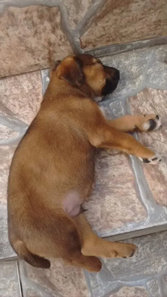 Cachorro ra a Vira Latas idade Abaixo de 2 meses nome Filhotes