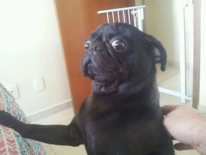 Cachorro ra a Pug idade 2 anos nome Leozinho 