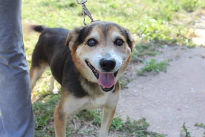 Cachorro ra a vira lata idade  nome Agui