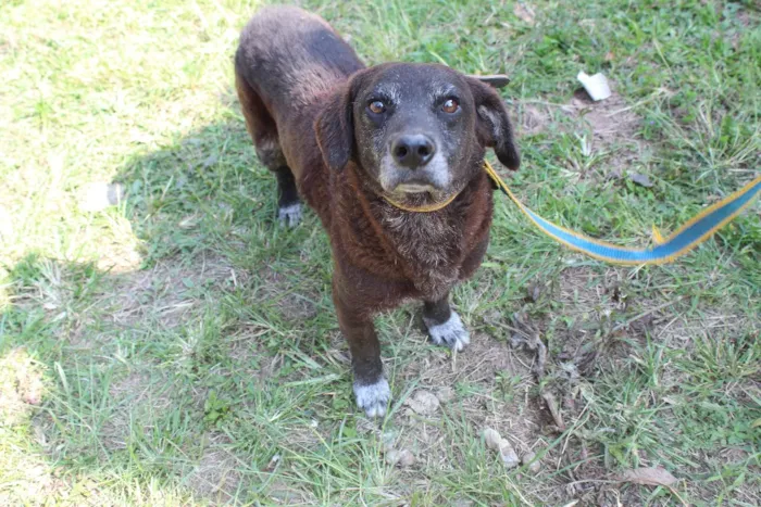 Cachorro ra a Vira lata idade  nome Maguila