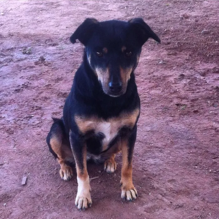 Cachorro ra a vira lata idade  nome Lucinha