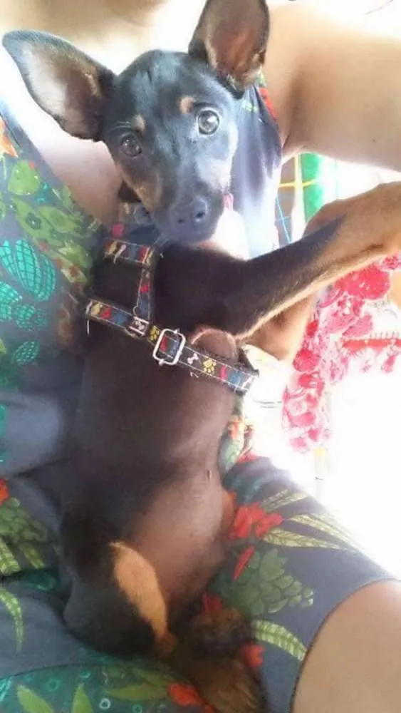 Cachorro ra a Pinscher idade 7 a 11 meses nome Dentinho GRATIFICA