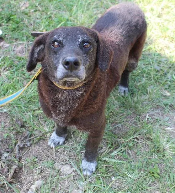 Cachorro ra a Vira lata idade  nome Maguila