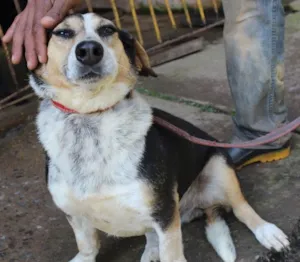Cachorro raça vira lata idade  nome Bartolomeu