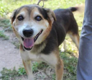 Cachorro raça vira lata idade  nome Agui