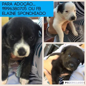 Cachorro raça SRD idade Abaixo de 2 meses nome Sem nome