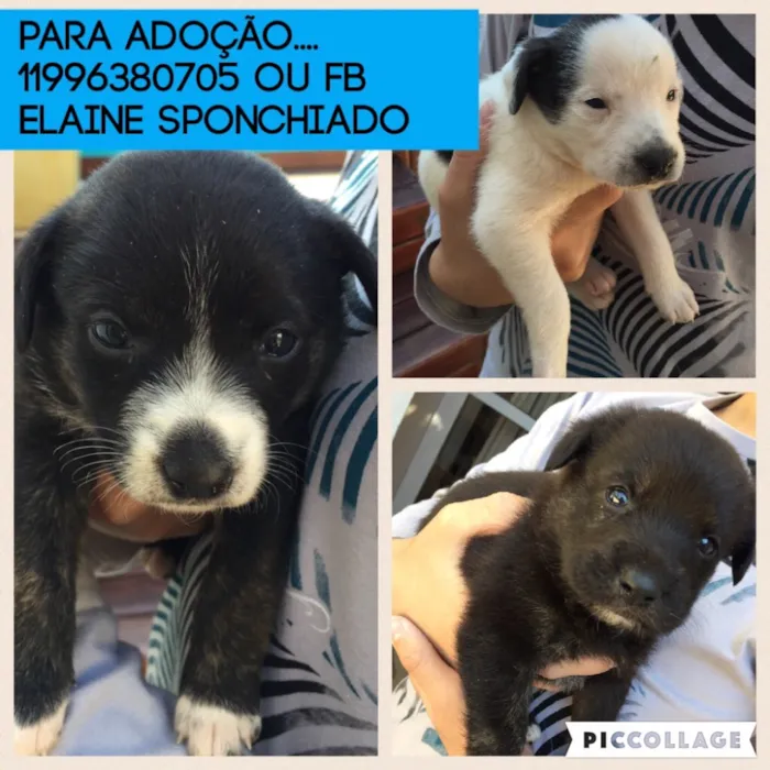 Cachorro ra a SRD idade Abaixo de 2 meses nome Sem nome