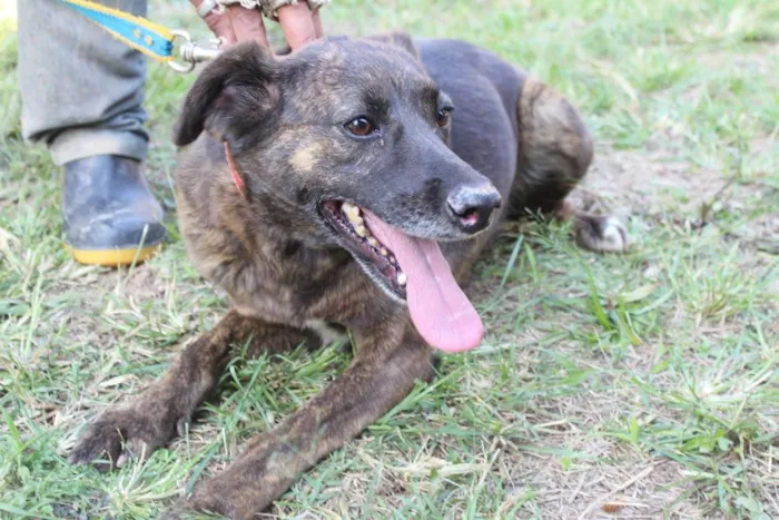 Cachorro ra a vira lata idade  nome Ísis