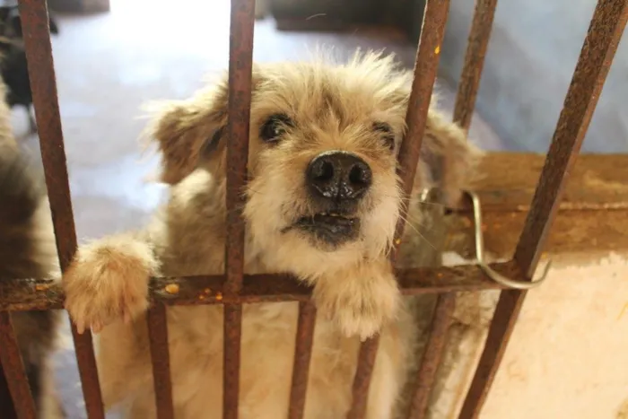 Cachorro ra a vira lata idade  nome Leopoldina