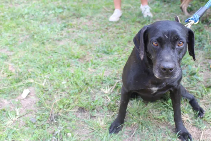 Cachorro ra a vira lata idade  nome Bob