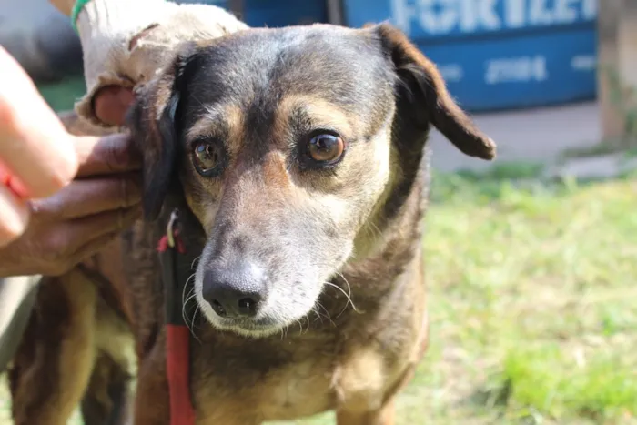 Cachorro ra a vira lata idade  nome Florinda