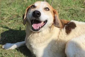 Cachorro raça vira lata idade  nome Hugo Boss