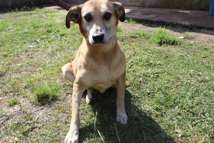 Cachorro raça vira lata idade  nome Yasmin