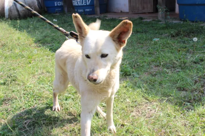 Cachorro raça vira lata idade  nome Rapozinha