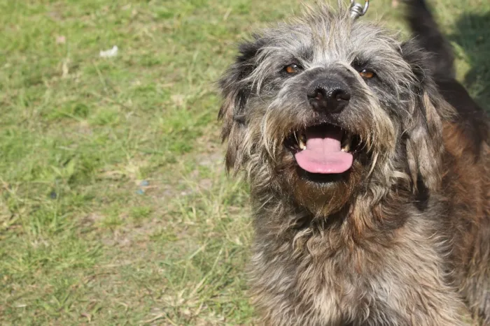 Cachorro raça vira lata idade  nome Greench