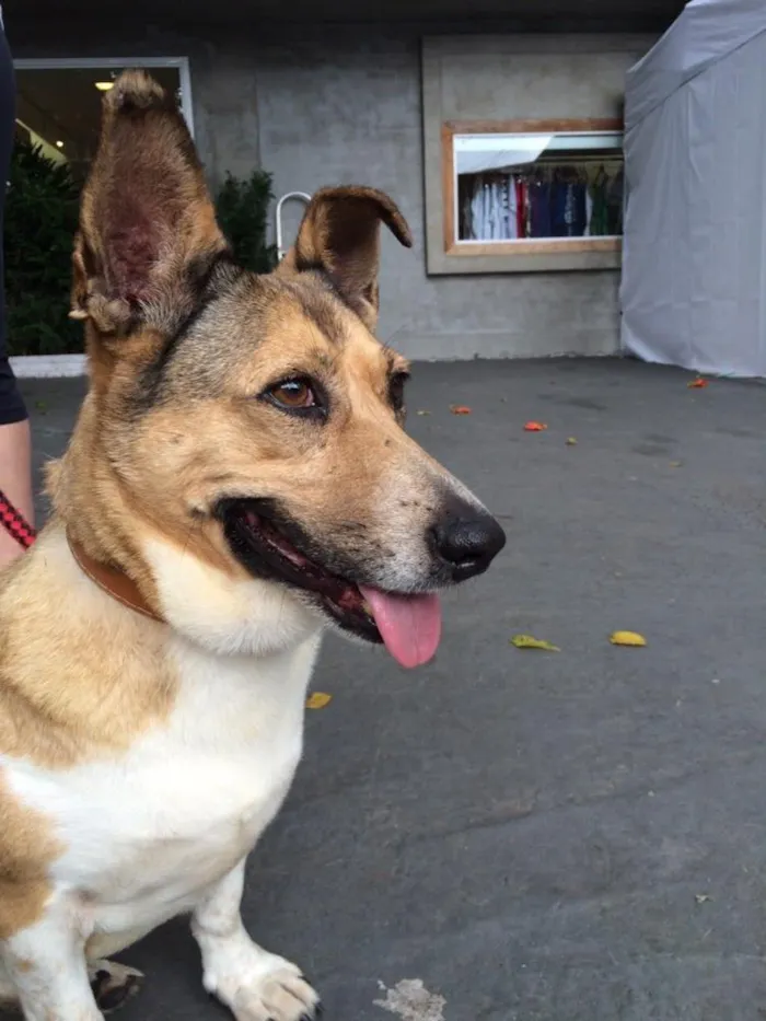 Cachorro raça vira lata idade  nome Cleyde