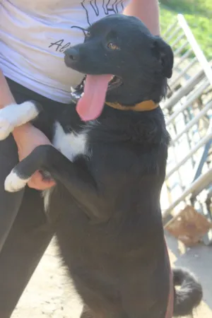 Cachorro raça vira lata idade  nome Paquita