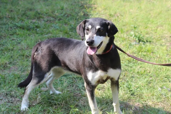 Cachorro ra a vira lata idade  nome Flor