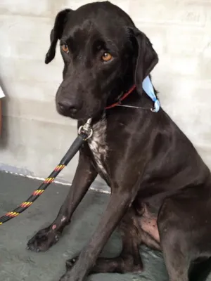 Cachorro raça vira lata idade  nome Benê