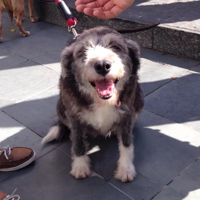 Cachorro raça vira lata idade  nome Cancan