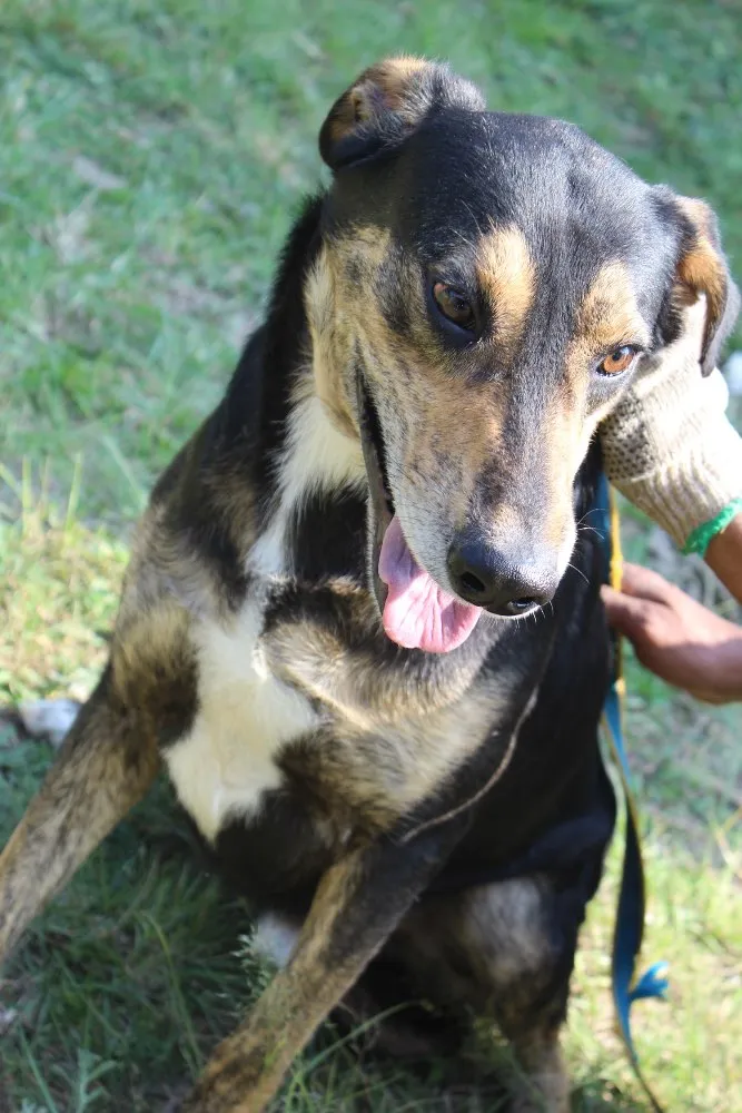 Cachorro raça vira lata idade  nome Théo