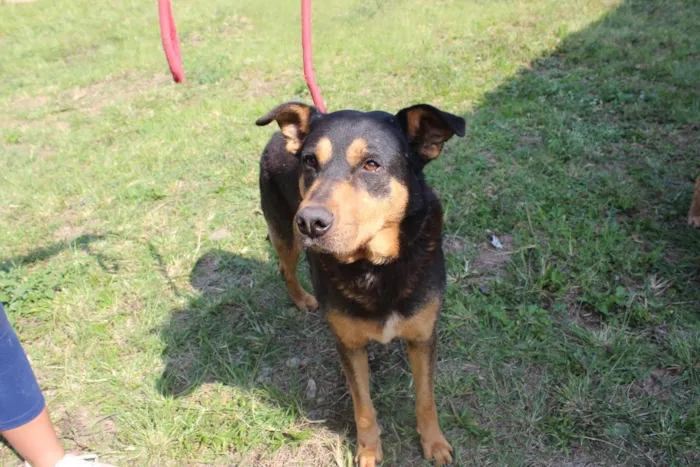 Cachorro ra a vira lata idade  nome Tomy