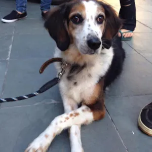 Cachorro raça vira lata idade  nome Dalva