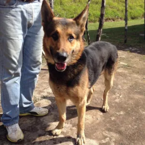Cachorro raça vira lata idade  nome Xingu