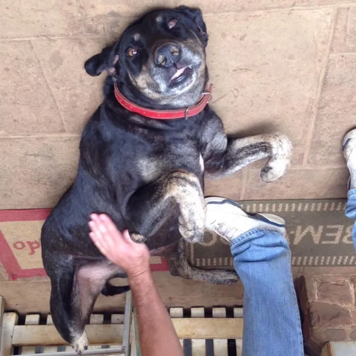 Cachorro raça vira lata idade  nome Duque