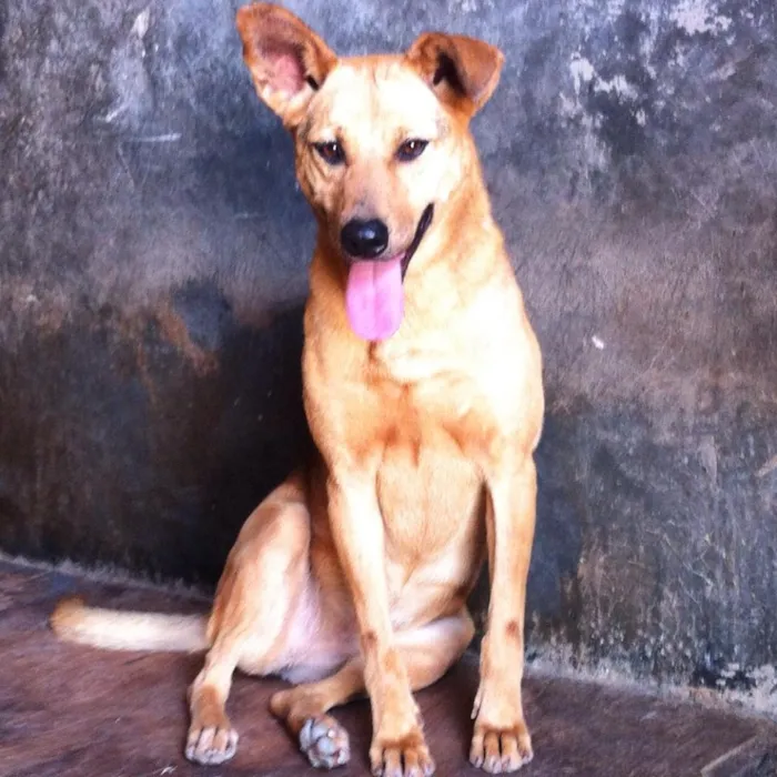 Cachorro raça vira lata idade  nome Waffle