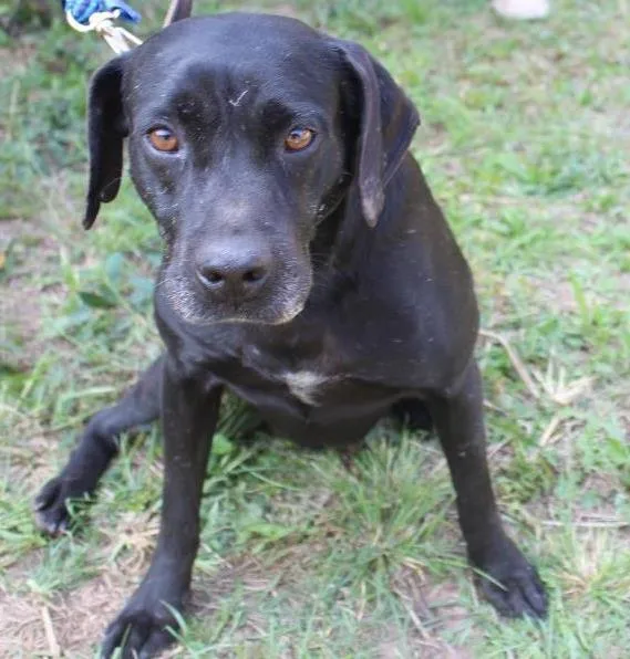 Cachorro ra a vira lata idade  nome Bob