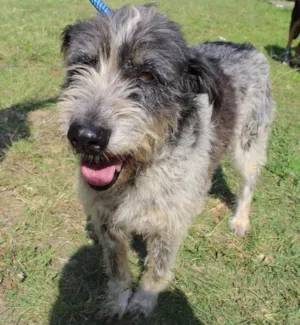 Cachorro raça vira lata idade  nome Jasmin