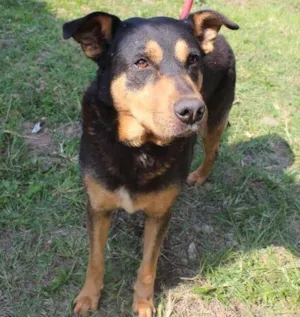 Cachorro raça vira lata idade  nome Tomy