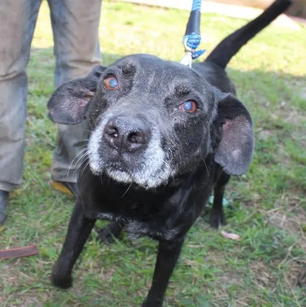 Cachorro raça vira lata idade  nome Pretão