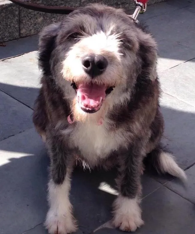 Cachorro raça vira lata idade  nome Cancan