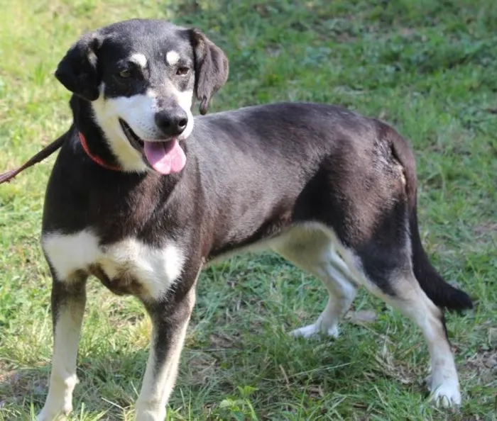 Cachorro ra a vira lata idade  nome Flor
