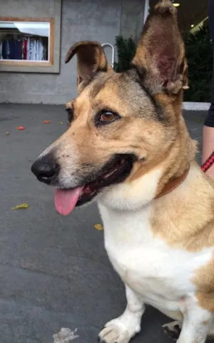 Cachorro raça vira lata idade  nome Cleyde