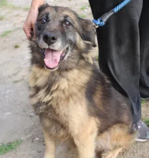 Cachorro raça vira lata idade  nome Carlos