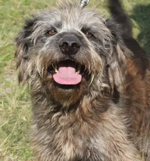 Cachorro raça vira lata idade  nome Greench