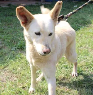 Cachorro raça vira lata idade  nome Rapozinha