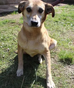 Cachorro raça vira lata idade  nome Yasmin