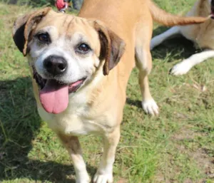 Cachorro raça vira lata idade  nome Frederico