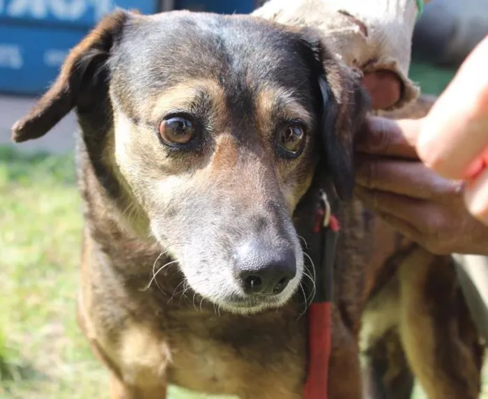 Cachorro ra a vira lata idade  nome Florinda