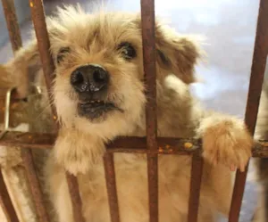 Cachorro raça vira lata idade  nome Leopoldina