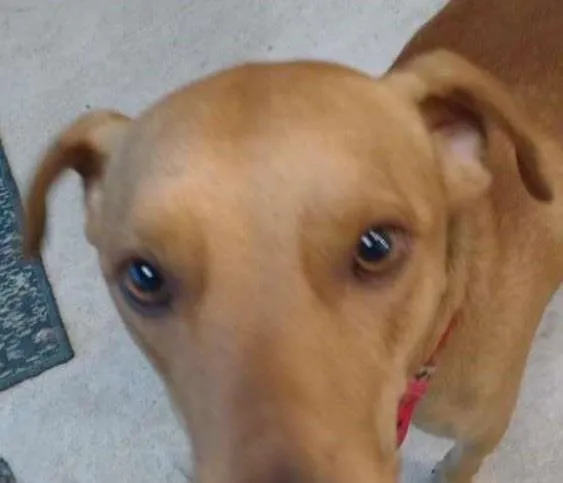 Cachorro ra a mix idade  nome Spike