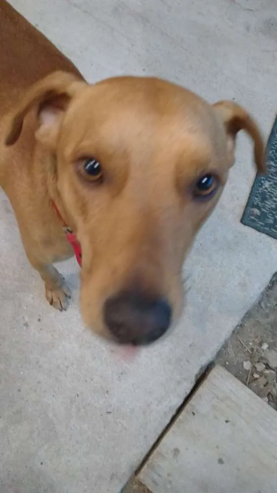 Cachorro ra a mix idade  nome Spike