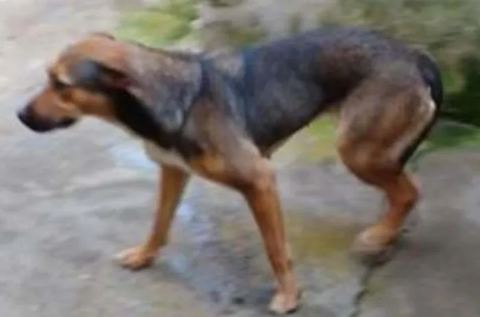 Cachorro ra a SRD idade 2 anos nome Menina GRATIFICA