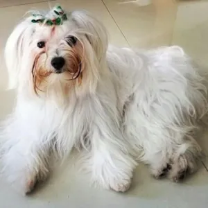 Cachorro raça Maltês idade 1 ano nome Princesa